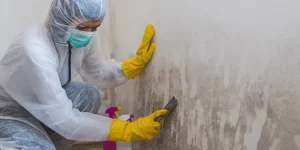 Discover everything you need to know about mold remediation